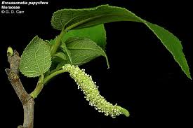 Image result for Moraceae