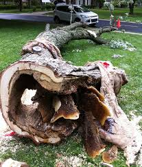 The bark is smooth and dark green on young trees. Homeowners Shock After Finding 60 000 Bees Nesting In A Giant Honeycomb On A Fallen Tree In Her Yard Daily Mail Online