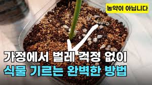 가정에서 농약 대신 생물무기로 벌레 걱정 없이 식물을 기르는 방법 ...