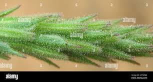 Image result for Chascanum hederaceum