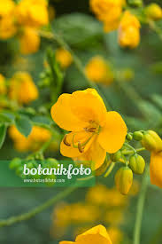 Image result for Senna floribunda