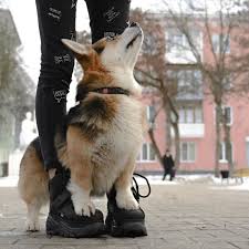oshejnik dlya sobaki kupit povodok dogs corgi animals
