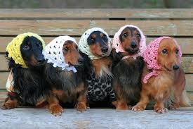 Socialgaze I Will Increase Your Rankings Fast And Submit Your Site To 250 Panda Safe Backlinks For 5 On Www Fiverr Co Cutest Dog Ever Cute Dogs Cute Animals