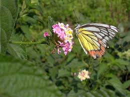 Image result for Lantana tiliifolia