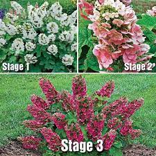 Ruby Slippers Dwarf Oakleaf Hydrangea Plant Planting Hydrangeas Oakleaf Hydrangea Oakleaf Hydrangea Landscape