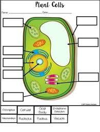 Check spelling or type a new query. Plant And Animal Cells Support Inclusion In Science For Special Education Plant And Animal Cells Teaching Biology Biology For Kids