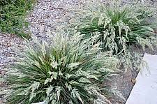 Image result for Stenostelma corniculatum