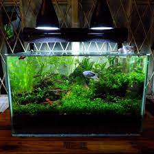 nano low tech tropical aquarium size 60 cm tropical aquarium fish tank aquarium