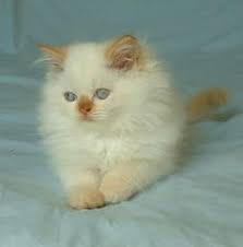 Found 9 pets and animals ads in michigan united states in 0 019 seconds seal point bicolor male himalayan 800. 41 My Newest Obsession Flame Point Himalayans Ideas Himalayan Cat Cats Cats And Kittens