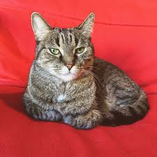 Depending on your cat's condition, your veterinarian might prescribe an antibiotic eye drop to cure his ailment. Cat Herpes Healthy Paws
