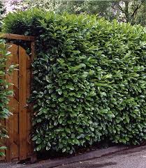 Der kirschlorbeer eine der bekanntesten heckenpflanzen ist der prunus laurocerasus, auch viele farben machen einen garten belebter und manchmal sehr knallig. Kirschlorbeer Hecke 40 60 Cm Hoch 1a Pflanzen Baldur Garten