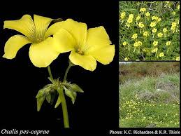 Image result for Oxalis pes-caprae