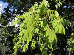 Image result for Centrolobium