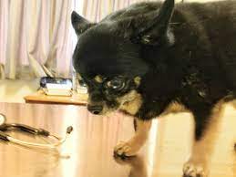 Help My Dog Yelps Shakes When Touched Walkerville Vet