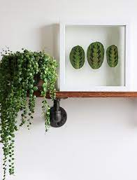 Plant frame free vector we have about (12,480 files) free vector in ai, eps, cdr, svg vector illustration graphic art design format. Diy Pressed Plant Frame Alana Jones Mann