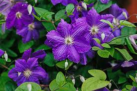 Maybe you would like to learn more about one of these? Clematis The President De Groot Inc Perennials Daylilies Fruits Vegetables Shrubs Bulbs