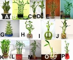 Pin By Narjara De Oliveira On Bonsai Y Plantas Lucky Bamboo Plants Lucky Bamboo Bamboo Plants