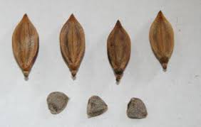 Image result for Barleria saxatilis