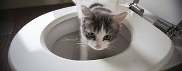 The training is easy for cat owners to understand. Seven Steps To Toilet Training Your Cat Hartz