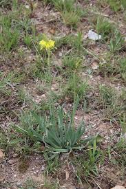 Image result for Bulbine narcissifolia