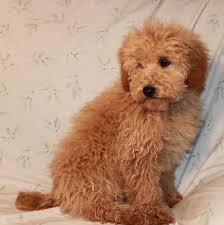 Its most distinctive feature is its coat, which can grow in three different styles this doodle is a mix between the golden retriever, toy or miniature poodle and the cocker spaniel. Standard Poodle Haircuts Teddy Bear Online