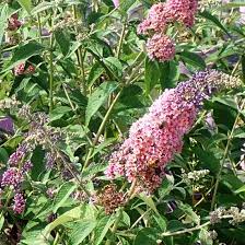 Buddleja Weyeriana Flower Power Vlinderstruik