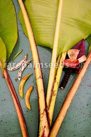 Image result for Musa acuminata