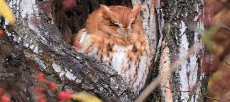 The western screech owl (megascops kennicottii) is a small owl native to north and central america, closely related to the european scops owl and the north american eastern screech owl. Discover The Eastern Screech Owl Be Your Own Birder