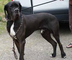 Deutsche dogge welpe unsere welpen suchen ein neues zuhause. Tiervermittlung Ewok Deutsche Dogge Mannlich Frankreich Hunde Welpen Katzen Tiervermittlung Freiburg Lorrach Basel Colmar Grenzenlose Hilfe Fur Tiere Sans Frontieres