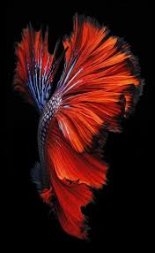 Check spelling or type a new query. Samsung Galaxy S20 Ultra 5g Wallpapers Hd