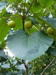 Image result for Vernicia