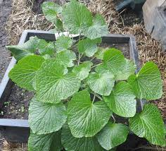 We did not find results for: Wasabi Wasabia Japonica Packet Of 10 Seeds Organic Strictly Medicinal Seeds
