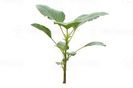 Image result for Amaranthus dubius