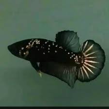 Ikan cupang memiliki alat pernapasan tambahan yang disebut dengan labirin. Diskon Tahun Baru Cupang Avatar Gold Cooper Lazada Indonesia