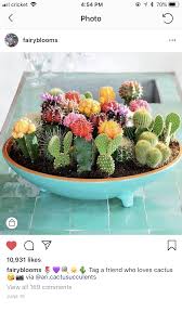 Officially the motel 6 cactus bowl for sponsorship purposes, is an ncaa football bowl subdivision college football bowl game that has been played in the state of arizona since 1989. Cactus Bowl Indoor Cactus Plants Succulent Terrarium Mini Cactus Garden