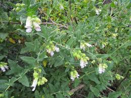 Image result for Lotononis calycina