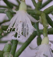 Image result for Rhipsalis
