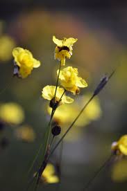 Image result for Xyridaceae