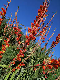 Image result for Gladiolus dalenii