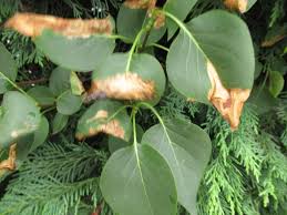 Image result for Scleria gracillima