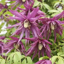 Check spelling or type a new query. Clematis Macropetala Octopus J Parker Dutch Bulbs