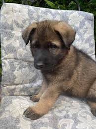 I have a litter born on april 23rd , mom is full bred german shepherd and dad is white german shepherd. German Shepherd Puppies Nj Home Facebook