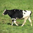 Spatsommertraum Das Zwiebelmuster Von Meissen Auf Blau Weissen Tischlaufern Lieblingsstil Interieur Tabledecoration Gedeckterti Zwiebelmuster Muster Mode