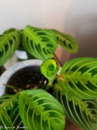 If the surrounding saturation is too low or the heat too high, its leaves may start to brown over and curl, especially in direct sunlight. Lemon Lime Maranta Prayer Plant Care And Propagation