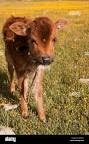 Image of Yak baby