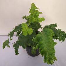 Check spelling or type a new query. Phlebosia Nicolas Diamond Fern Nursery Buy