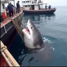They Tried to Rescue the Shark… But... - My Animal Friends