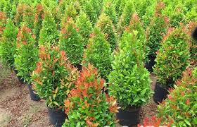 Check spelling or type a new query. Bentuk Tulang Daun Pucuk Merah Tukang Taman Surabaya Jasa Taman Surabaya