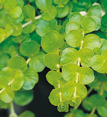 Image result for Lysimachia barbata