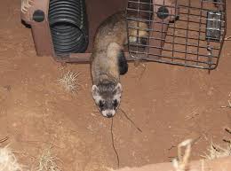 Black Footed Ferret Encyclopedia Of Life